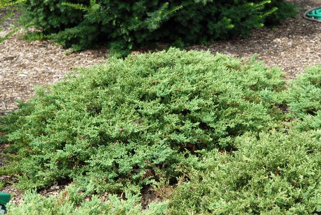 Juniperus sabina 'Monard' - The Site Gardener