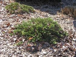 Juniperus sabina 'Monard' — photo 3