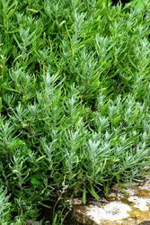 Lavandula angustifolia 'Jean Davis' — photo 1