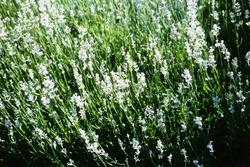 Lavandula angustifolia 'Jean Davis' — photo 2