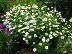 Leucanthemum x superbum Becky — photo 1