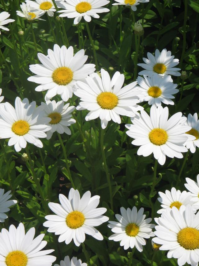 Leucanthemum x superbum Becky - The Site Gardener