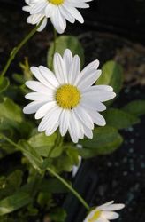 Leucanthemum x superbum Becky — photo 3