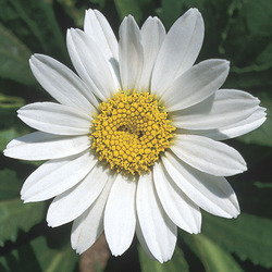 Leucanthemum x superbum Snowcap — photo 1