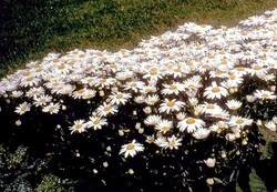 Leucanthemum x superbum Snowcap — photo 2