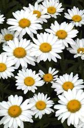 Leucanthemum x superbum Snowcap — photo 3