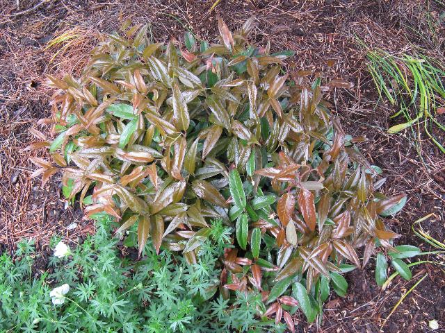 Leucothoe fontanesiana Zeblid — photo 1