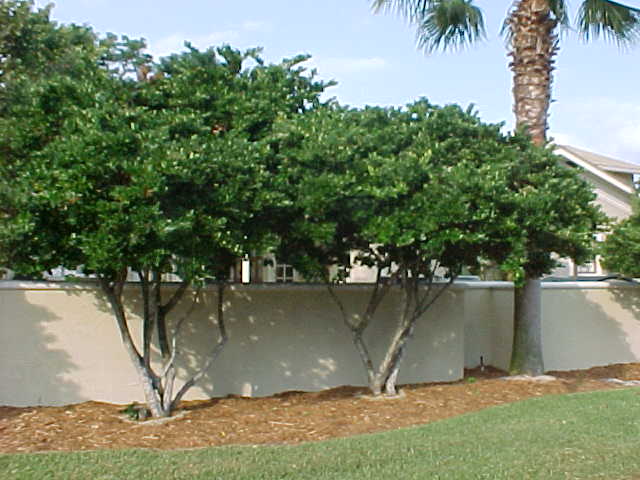 Ligustrum japonicum Nobilis