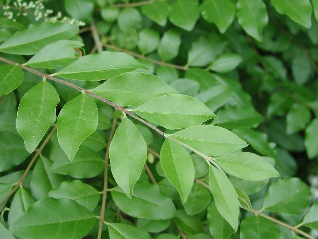 Ligustrum ovalifolium