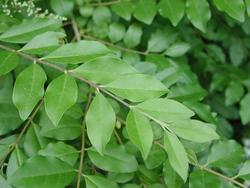 Ligustrum ovalifolium — photo 1