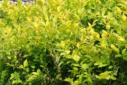 Ligustrum x vicaryi — photo 1