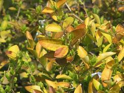 Ligustrum x vicaryi — photo 2