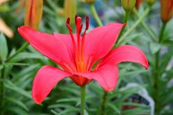 Lilium asiatic 'Crimson Pixie' — photo 1