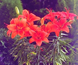 Lilium asiatic 'Crimson Pixie' — photo 2