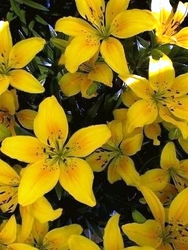 Lilium 'Sun Ray' — photo 1