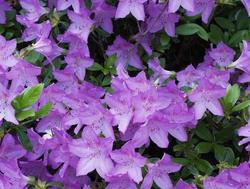 Azalea 'Corsage' — photo 1