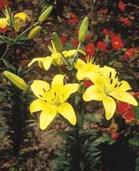 Lilium 'Sun Ray' — photo 3