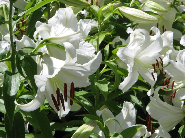 Lilium 'Casa Blanca'