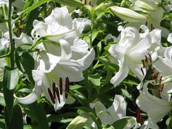 Lilium 'Casa Blanca' — photo 1