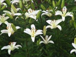 Lilium 'Casa Blanca' — photo 2
