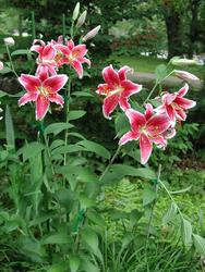 Lilium 'StarGazer' — photo 1