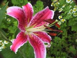 Lilium 'StarGazer' — photo 2