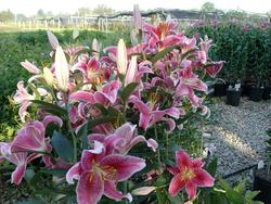 Lilium 'StarGazer' — photo 3