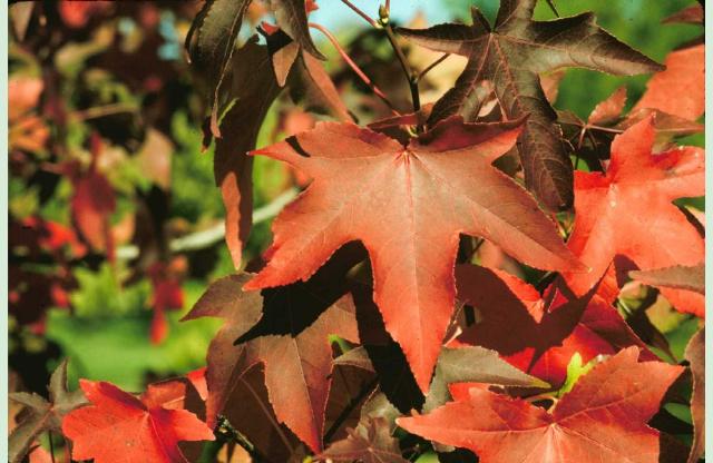 Liquidambar styraciflua 'Palo Alto'