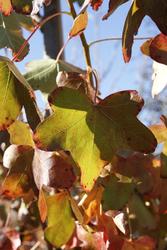 Liquidambar styraciflua 'Rotundiloba' — photo 1