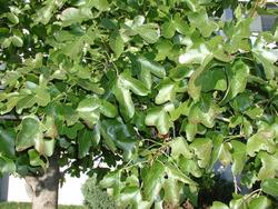 Liquidambar styraciflua 'Rotundiloba' — photo 3