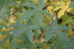 Liquidambar styraciflua 'Worplesdon' — photo 1