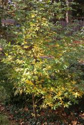 Liquidambar styraciflua 'Worplesdon' — photo 2