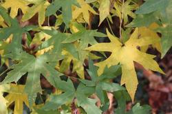 Liquidambar styraciflua 'Worplesdon' — photo 3