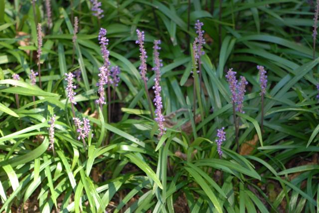 Liriope muscari 'Christmas Tree'