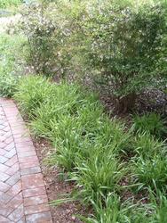 Liriope muscari 'Christmas Tree' — photo 2
