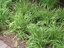 Liriope muscari 'Christmas Tree' — photo 3