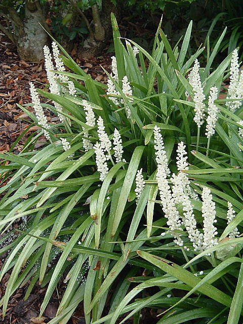 Liriope muscari 'Monroe White'