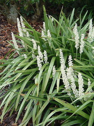 Liriope muscari 'Monroe White' — photo 1