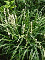 Liriope muscari 'Monroe White' — photo 2