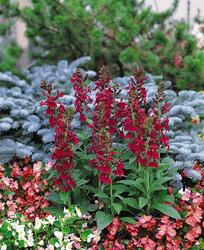 Lobelia x speciosa 'Compliment Deep Red' — photo 2