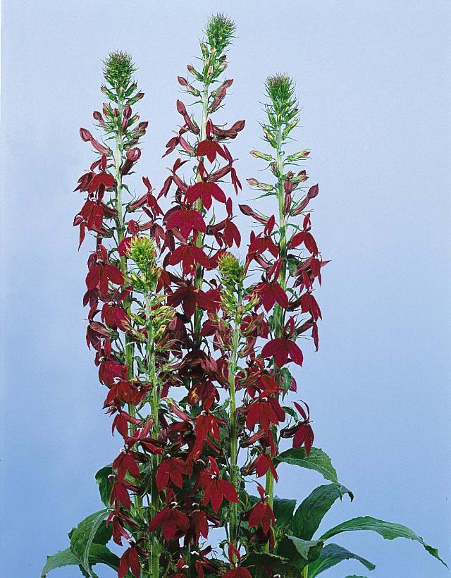 Lobelia x speciosa 'Compliment Deep Red' - The Site Gardener