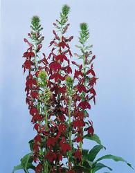 Lobelia x speciosa 'Compliment Deep Red' — photo 3