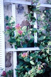 Lonicera x heckrottii 'Gold Flame' — photo 1