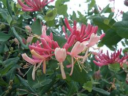 Lonicera x heckrottii 'Gold Flame' — photo 2