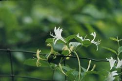 Lonicera japonica Halliana — photo 2