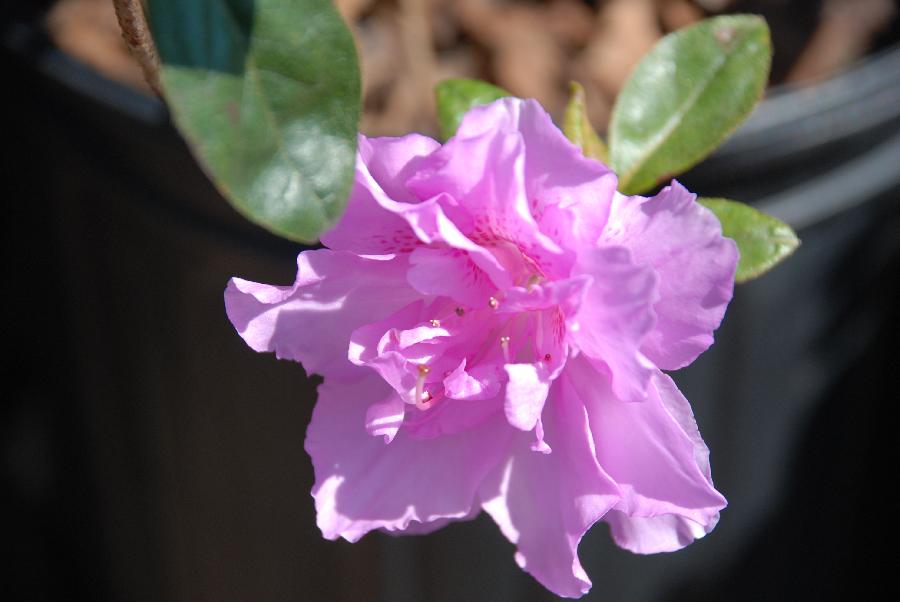Azalea 'Elsie Lee' — photo 1