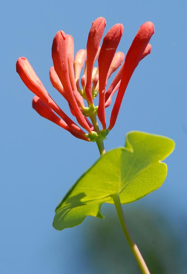 Lonicera x brownii 'Dropmore Scarlet' — photo 1