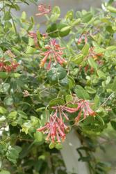 Lonicera x brownii 'Dropmore Scarlet' — photo 2