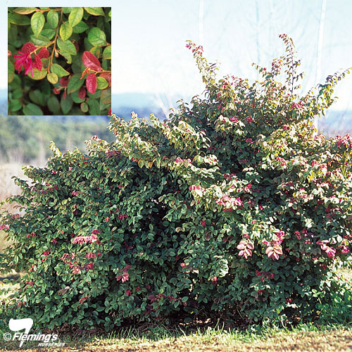 Loropetalum chinense var. rubrum 'Daybreak's Flame'