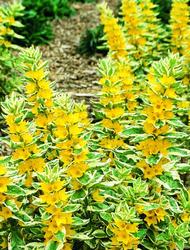 Lysimachia punctata 'Alexander' — photo 1